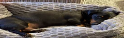 Dachshund dogs for sale: 2yr old Dachshund  in Norwich - Advert 2