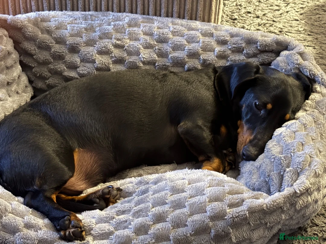 Dachshund dogs for sale: 2yr old Dachshund  in Norwich - Advert 2