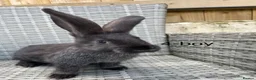 Continental Giant rabbits for sale: 🐇 pure bred continental giants 🐇  - Advert 12