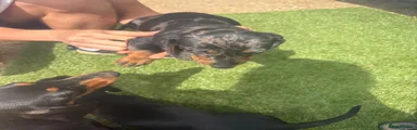 Miniature Dachshund 2