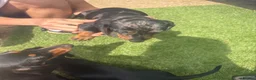 Miniature Dachshund dogs for sale: 2 beautiful dachshunds puppy’s  - Advert 8