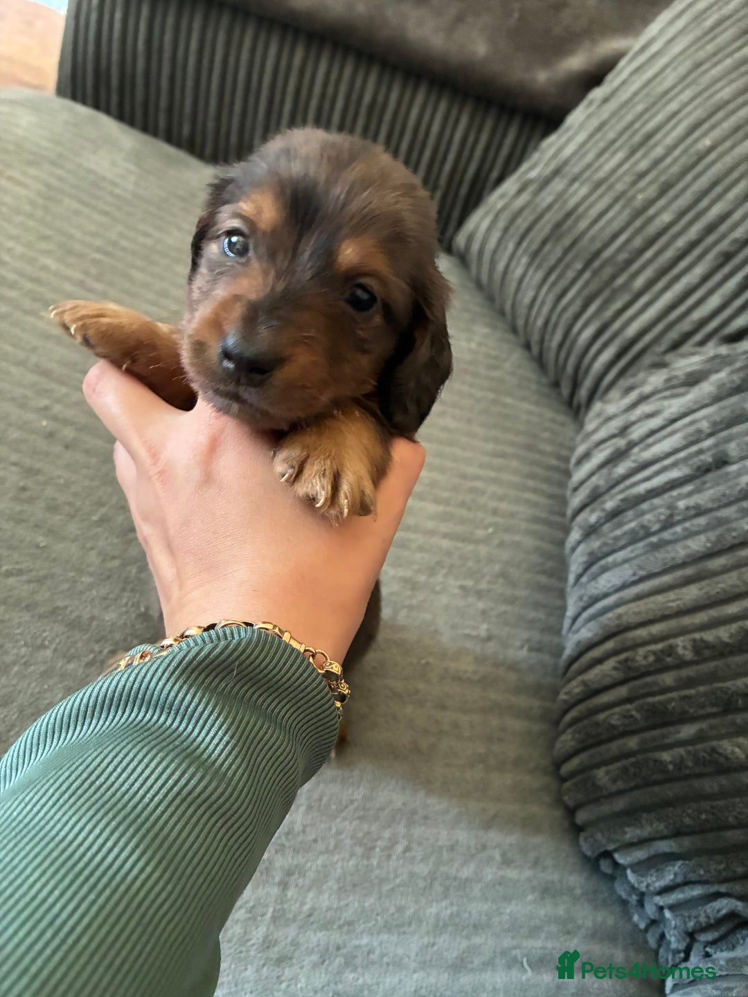 Miniature Dachshund dogs for sale: Broken coated miniature dachshunds  - Image 3