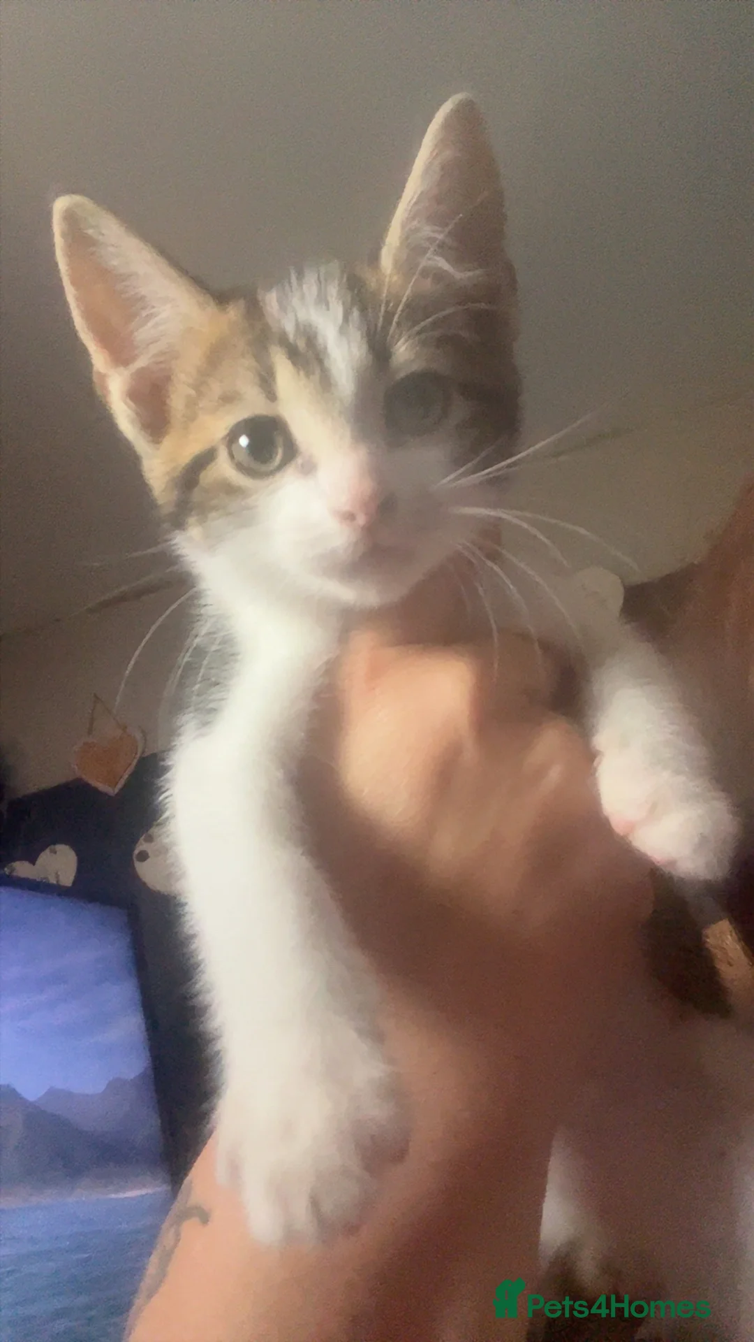 Mixed Breed cats for sale: Kittens in Mansfield - Advert 6