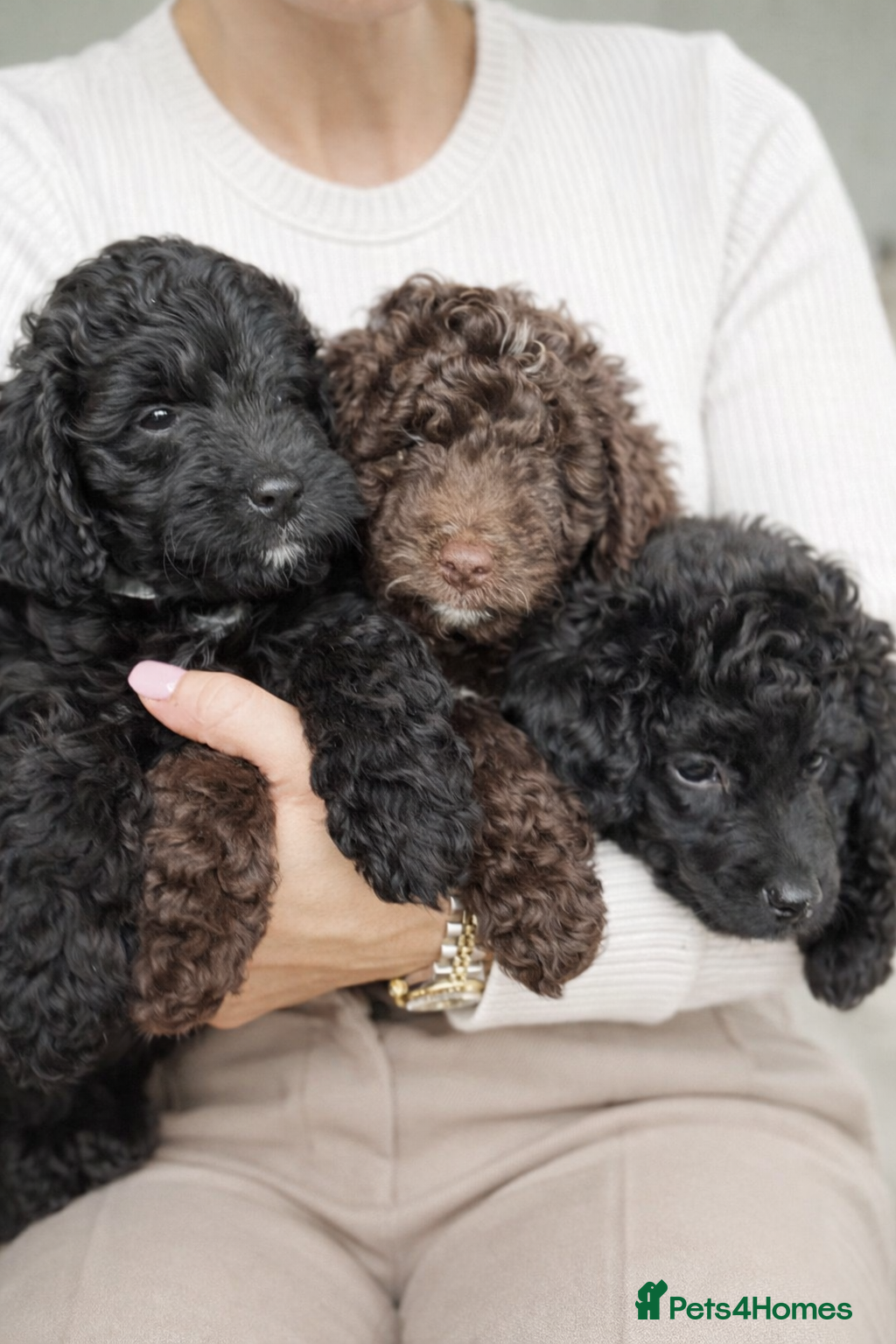 Aussiedoodle dogs Health Checked Miniature Aussiedoodle Pups 🩷 - Advert 6