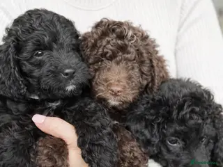Aussiedoodle dogs Health Checked Miniature Aussiedoodle Pups 🩷 - Advert 9