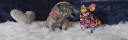 French Bulldog dogs for sale: 🐶💜 KC Registered French Bulldog Puppies - Advert 7