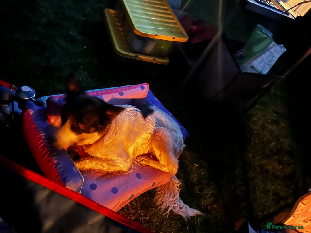 Border Collie dogs for sale: Tri coloured collie- Misty  - Image 3