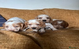 Cocker Spaniel dogs for sale: stunning pure show cockers health tested puppies - Image 15