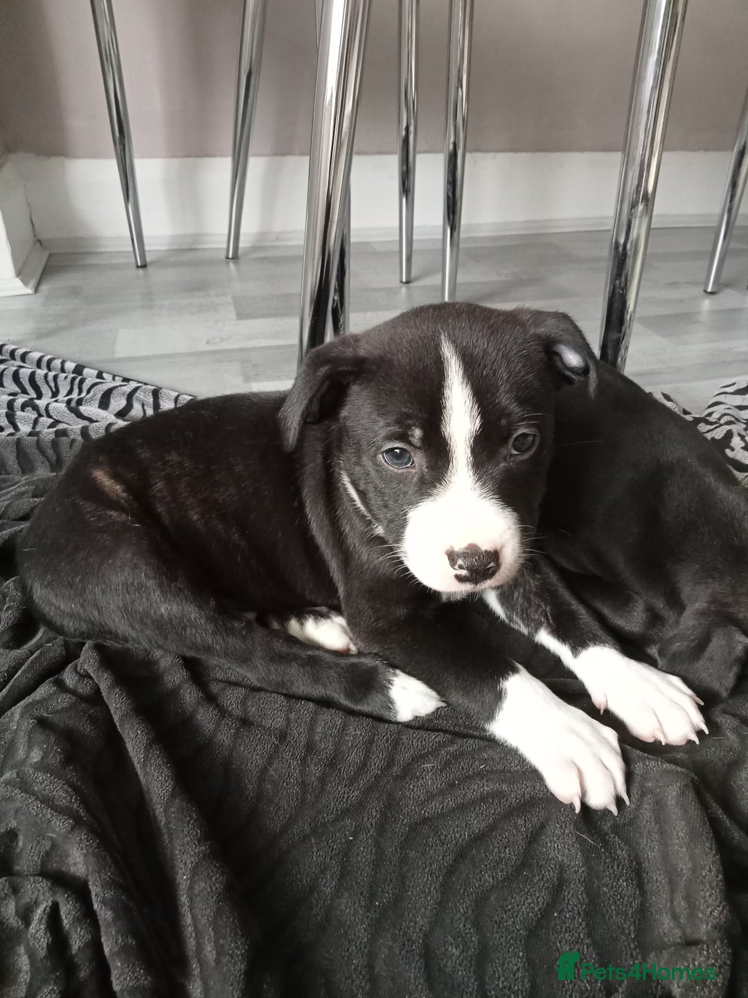 Staffordshire Bull Terrier dogs for sale: ‼️ReadyForCollection‼️Blue Staffie Puppies  in Tipton - Image 28