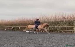 Connemara horses for sale: Looking for a forever home - Image 2