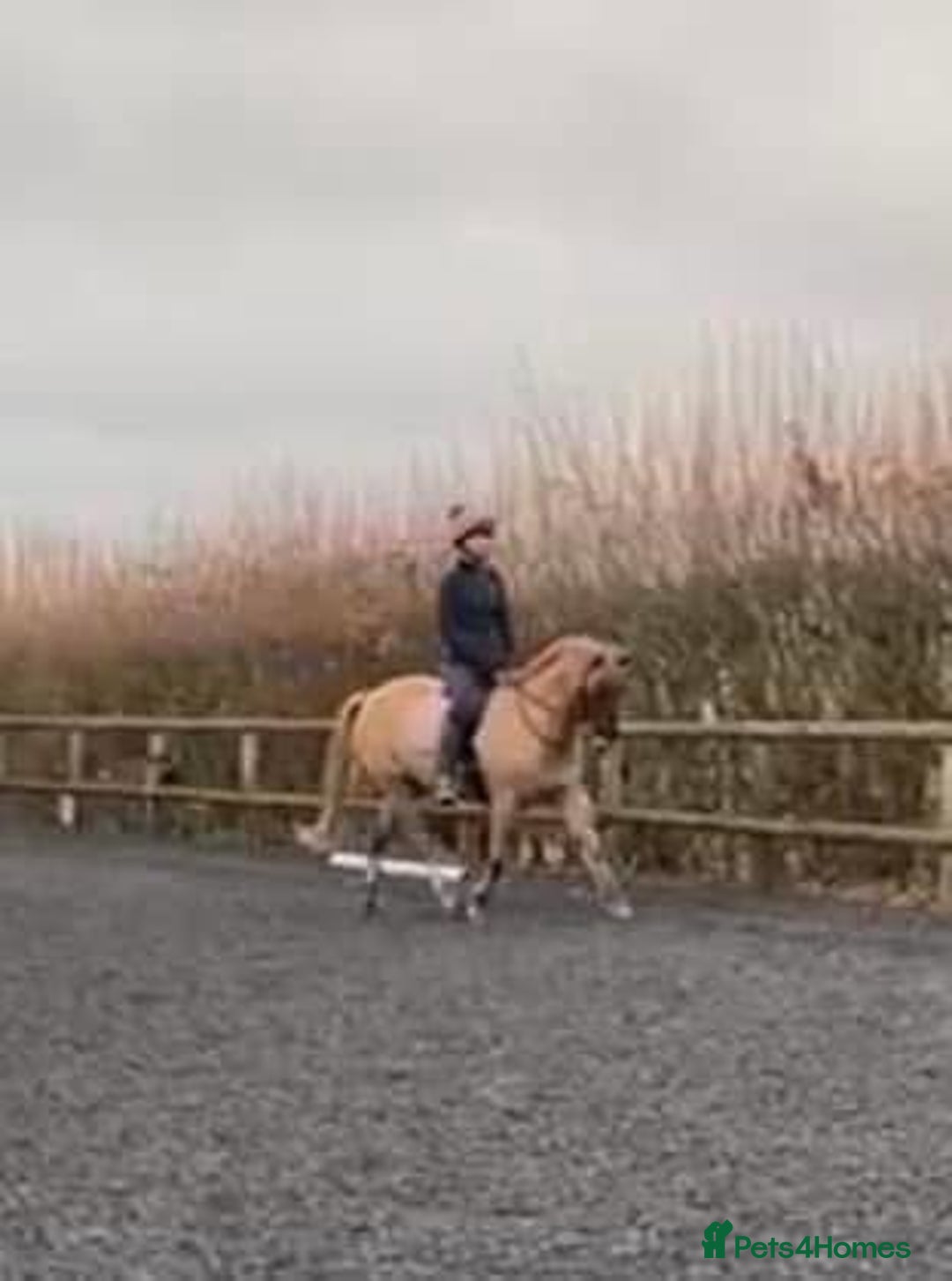 Connemara horses for sale: Looking for a forever home - Image 2