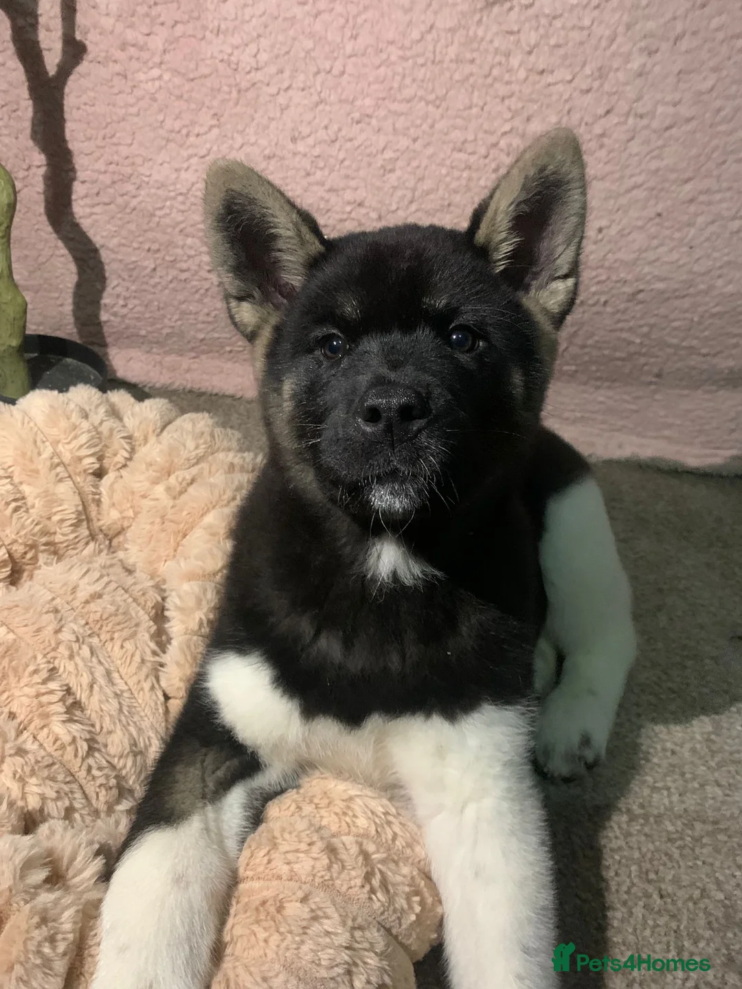 Akita dogs for sale: CHAMPION SHOW potential KC REG AKITA PUPPIES   - Advert 4