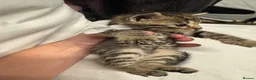 Bengal cats for sale: Rare Pedigree Zorro masked charcoal Bengal Kittens in Orpington - Advert 26