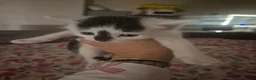 British Shorthair cats for sale: Beautiful litter of kittens  - Advert 4