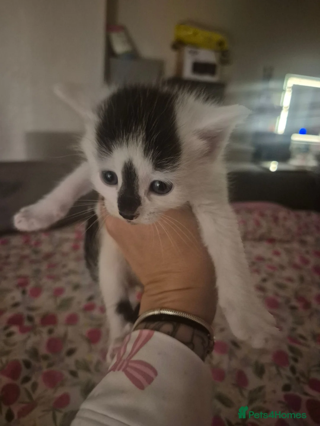 British Shorthair cats for sale: Beautiful litter of kittens  - Advert 4