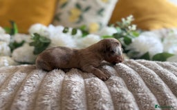 Miniature Dachshund dogs for sale: ⭐️Beautiful litter Of Rainbow Dachshund Puppies⭐️ - Image 20