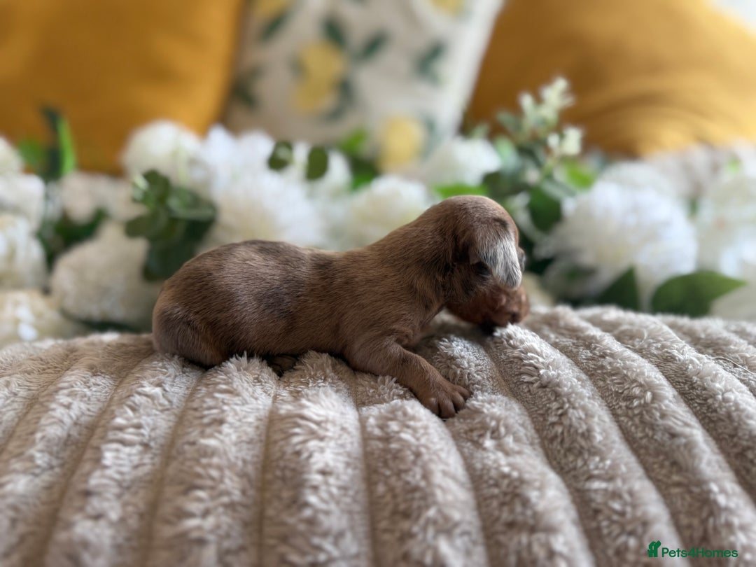 Miniature Dachshund dogs for sale: ⭐️Beautiful litter Of Rainbow Dachshund Puppies⭐️ - Image 20