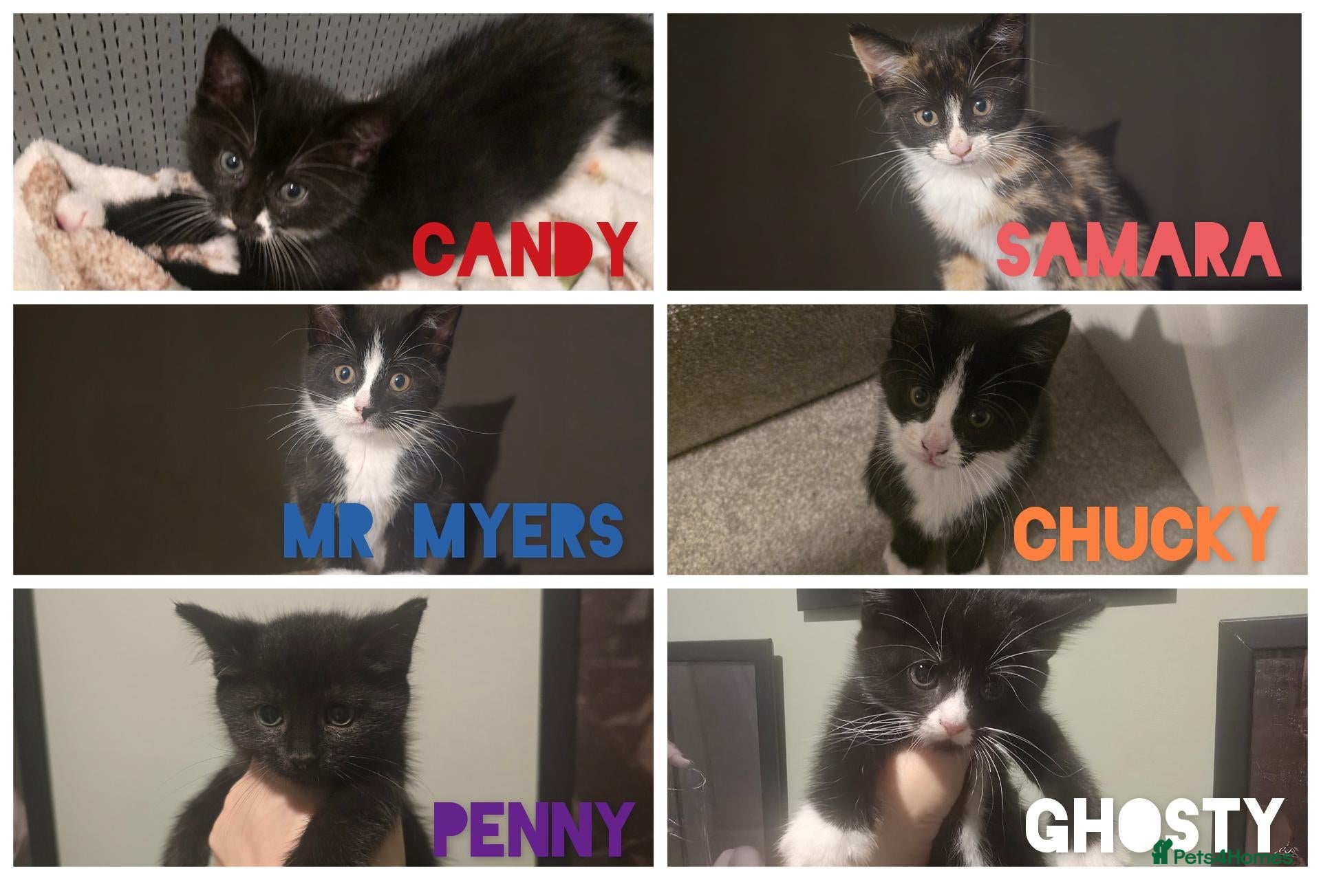 Mixed Breed cats 6 loving kittens looking for Forever homes  - Advert 5