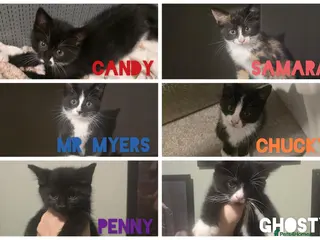 Mixed Breed cats 6 loving kittens looking for Forever homes - Advert 5