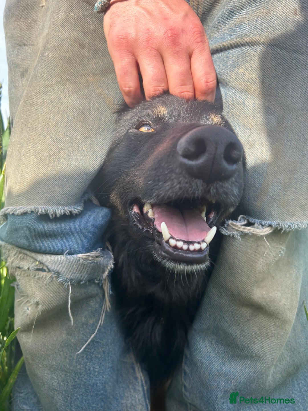 Mixed Breed dogs for sale: Rufty - Image 9