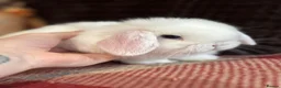 Mini Lop rabbits for sale: Super cute mini lop babies  in Llandysul - Advert 5