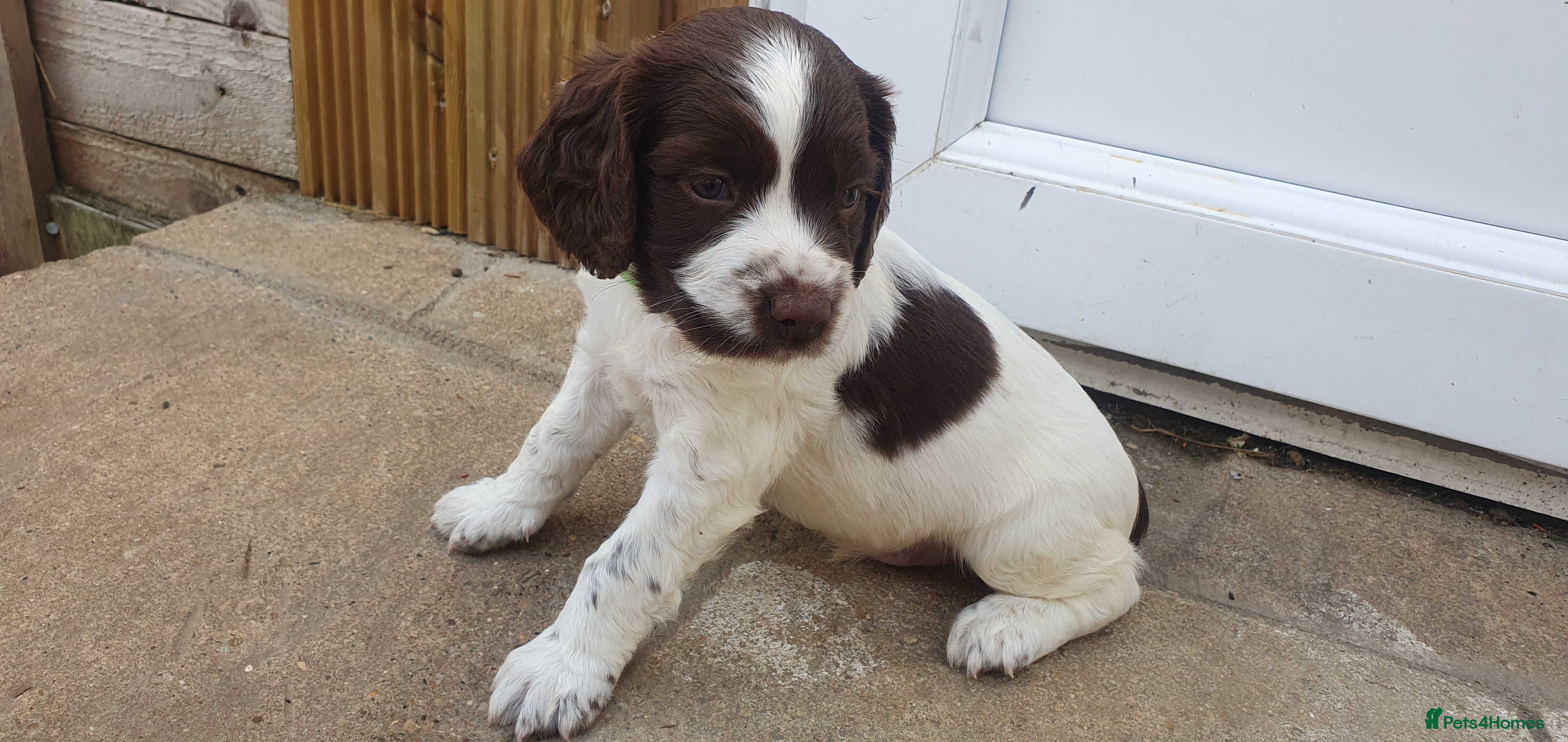 English Springer Spaniel dogs for sale: Beautiful springer spaniel puppies - Advert 2