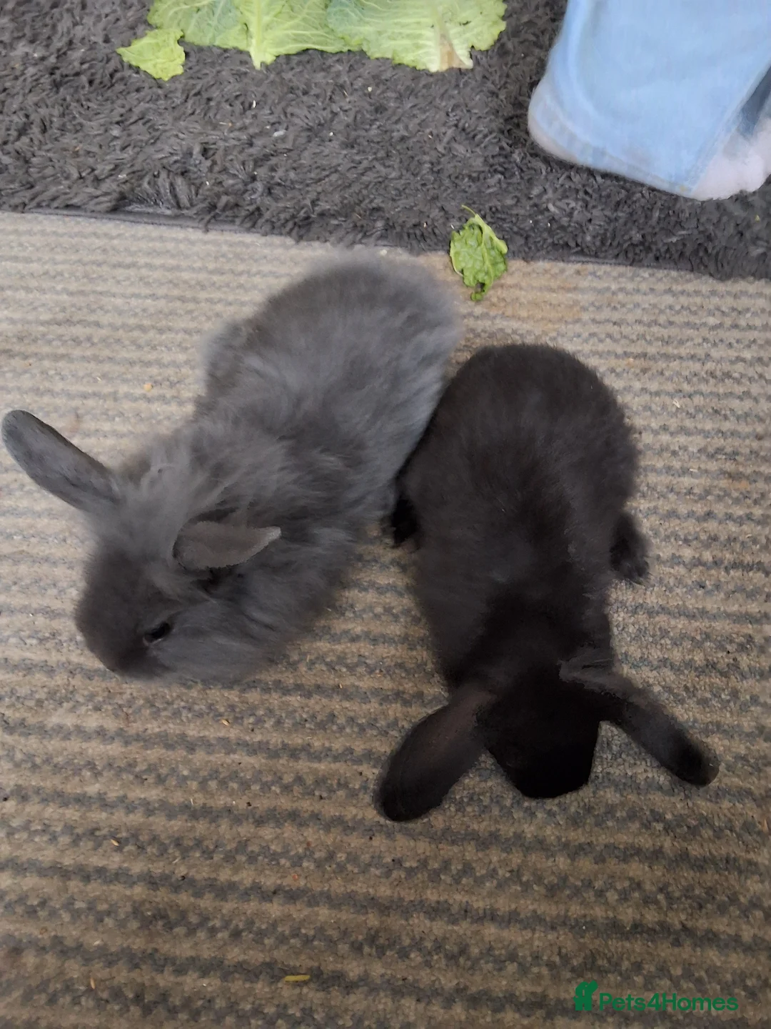 Lionhead rabbits for sale: 6 bunnies in Tipton - Advert 1