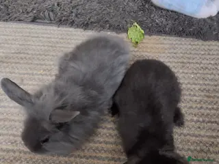 Lionhead rabbits 6 bunnies - Advert 2