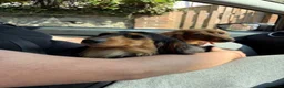Miniature Dachshund dogs for sale: Flossie (3) and Poppy (11 months)  in Plymouth - Advert 4
