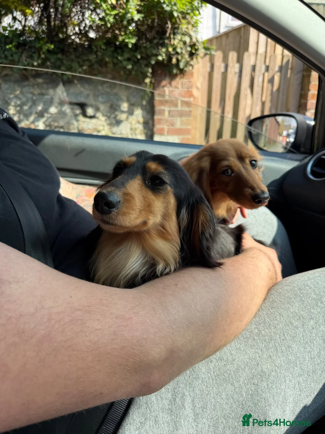 Miniature Dachshund dogs for sale: Flossie (3) and Poppy (11 months)  in Plymouth - Advert 4
