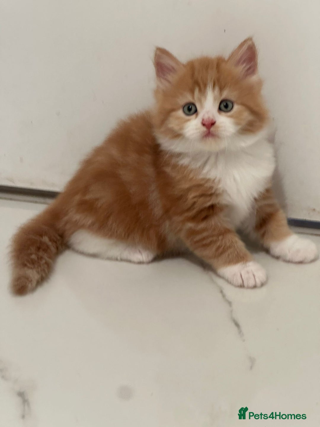 Maine Coon cats for sale: Stunning Kitten Mainecoon Girls - Image 9