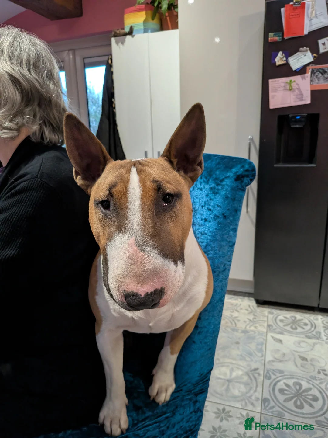 Bull Terrier dogs for stud: English Bull Terrier for Stud in Holmfirth - Advert 6