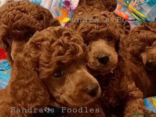 Miniature Poodle dogs ☆Quality KC Red Mini Poodles DNA Health Tested☆ - Advert 6