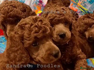Miniature Poodle dogs ☆Quality KC Red Mini Poodles DNA Health Tested☆ - Advert 10