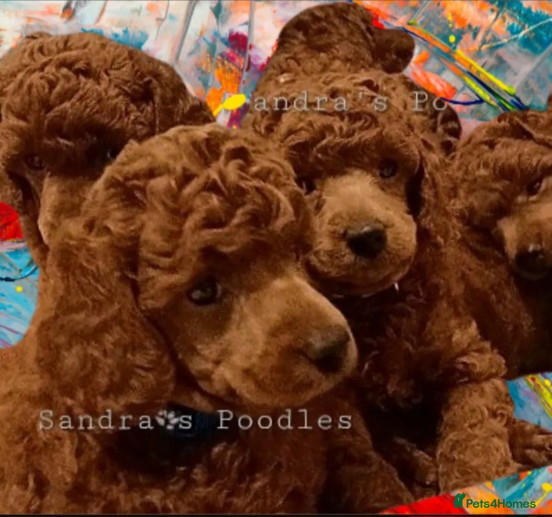 Miniature Poodle dogs for sale: ☆Quality KC Red Mini Poodles DNA Health Tested☆ - Advert 3