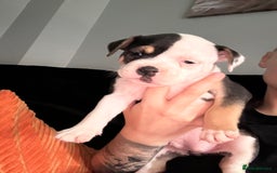 Mixed Breed dogs for sale: 5 week old staffie pups for sale - Image 15