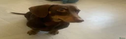Miniature Dachshund dogs for stud: Chocolate and tanned mini dachshund boy - Advert 3