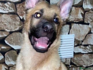 German Shepherd dogs Czech shepherd - Advert 6