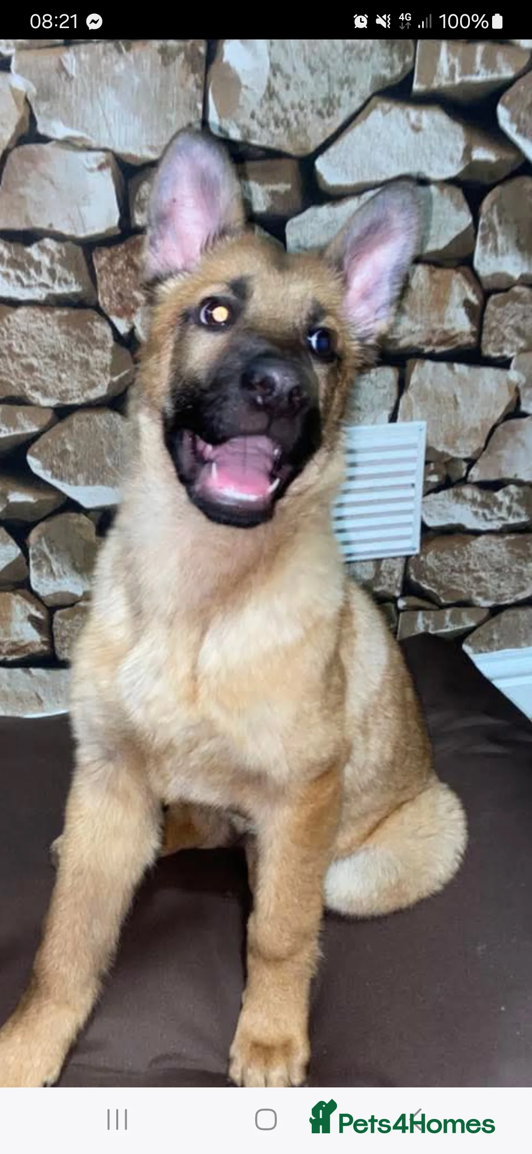 German Shepherd dogs for sale: Czech shepherd  - Advert 13