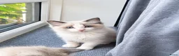 Ragdoll cats for sale: Bicolour ragdoll kittens (males) - Advert 6