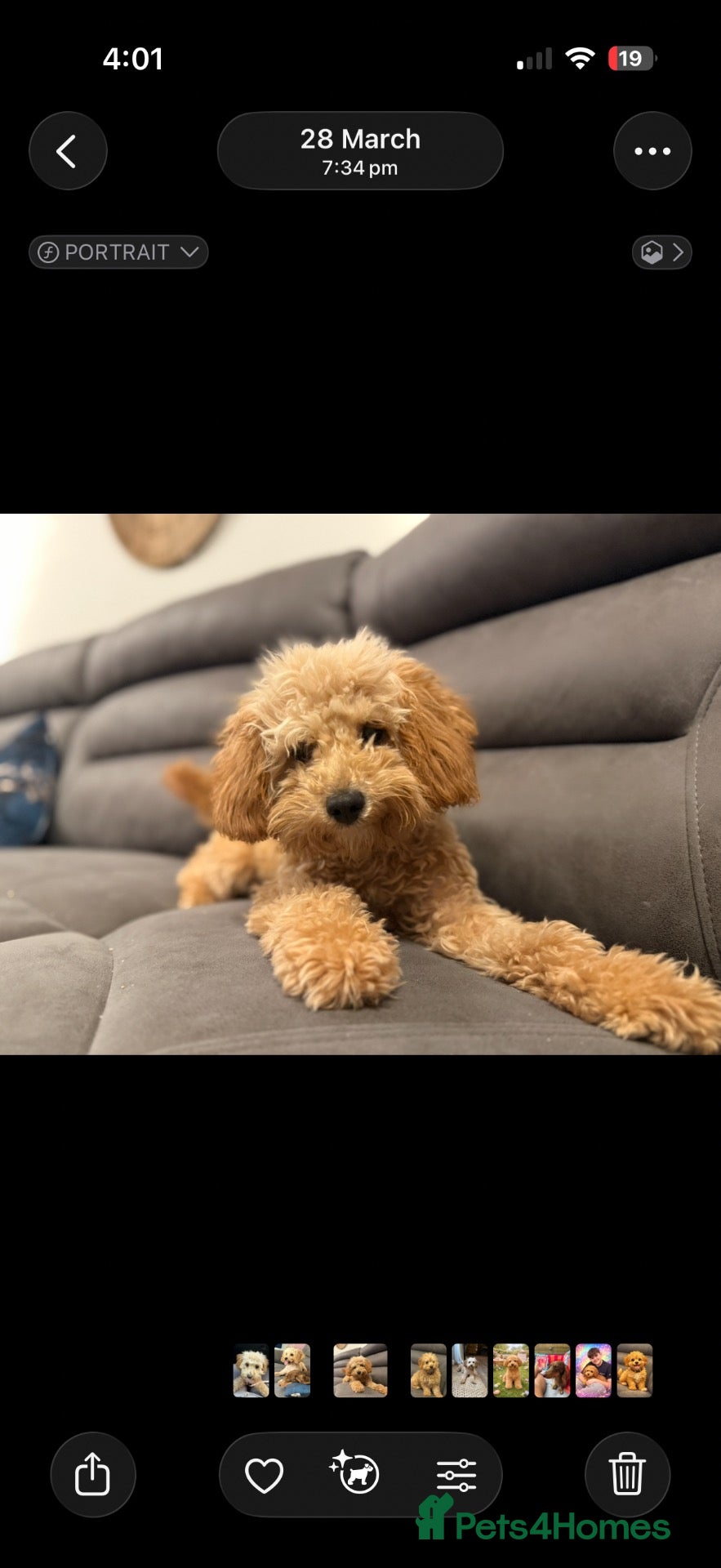 Cavapoo dogs 11 month old Cavapoo female  - Advert 4