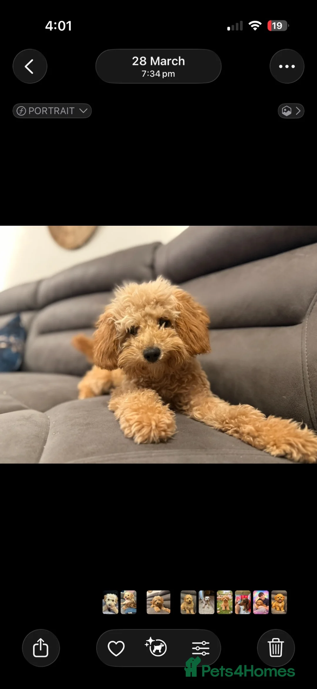 Cavapoo dogs for sale: 11 month old Cavapoo female  - Advert 1