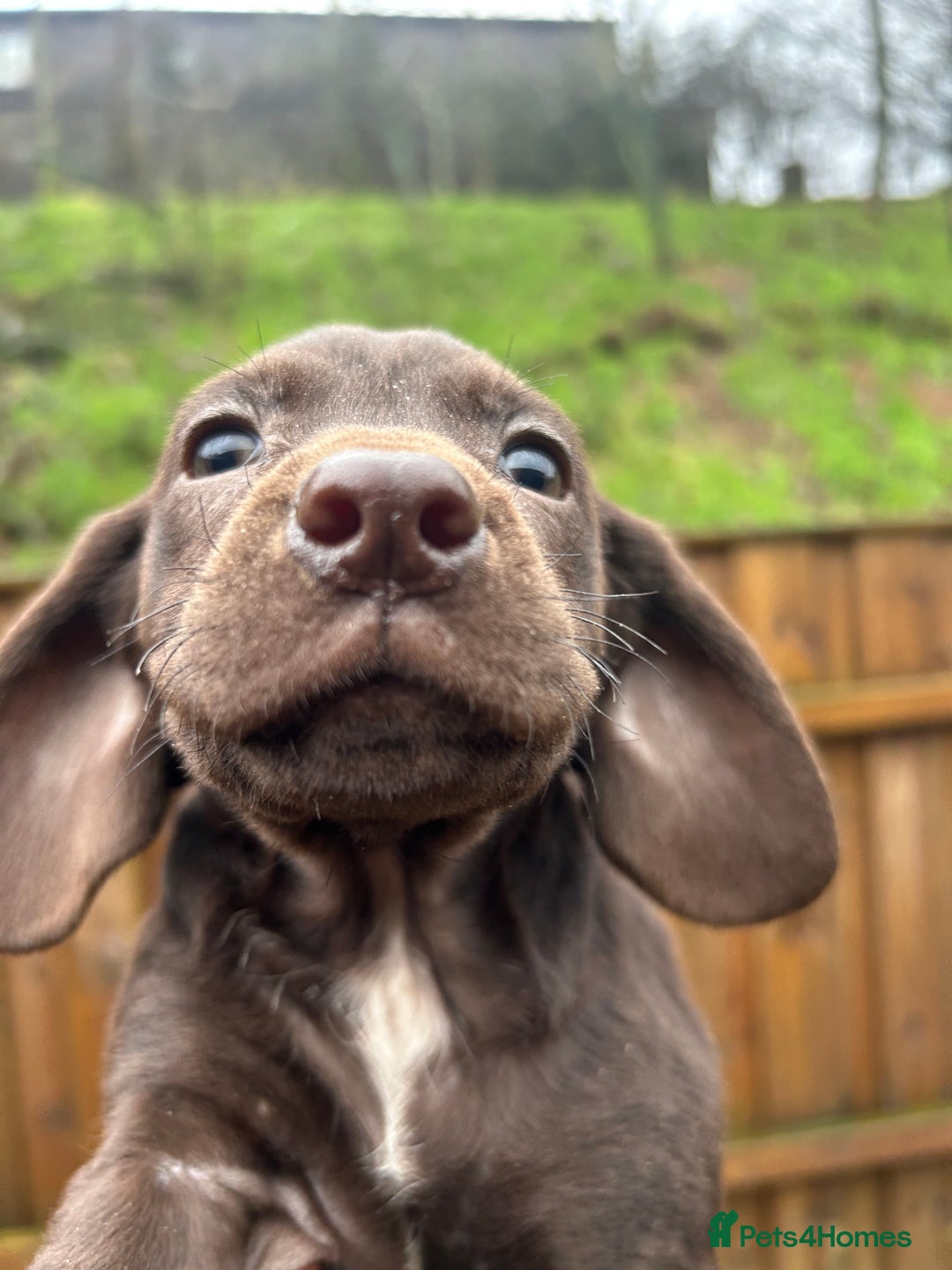 Cockerdor dogs for sale: Cockeradors for sale  - Advert 2