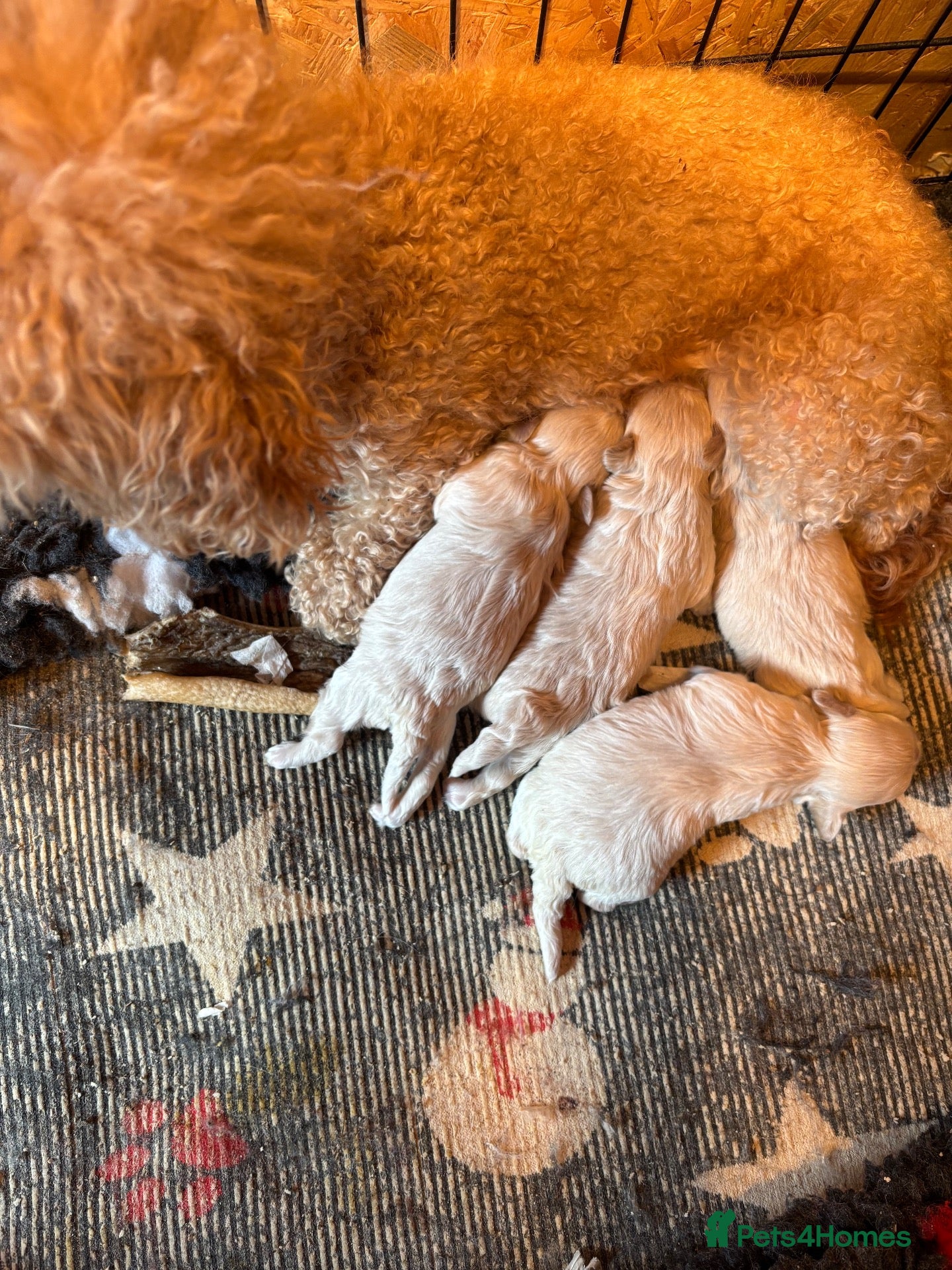 Maltipoo dogs F1 malltipoo - Advert 4