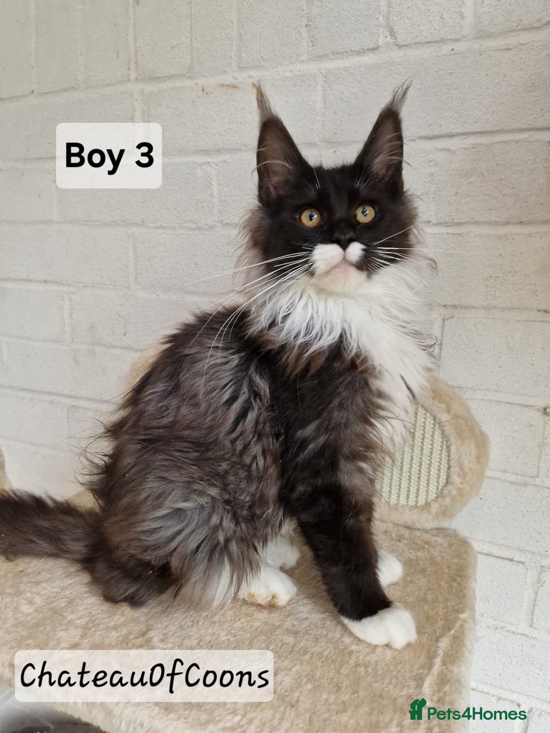 Maine Coon cats for sale: Stunning Black Smoke Registred Maine Coon Kittens - Advert 5