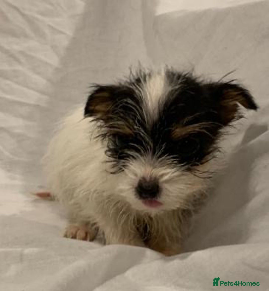 Mixed Breed dogs for sale: Here I Have Too Beautiful jack Russell boys - Advert 4