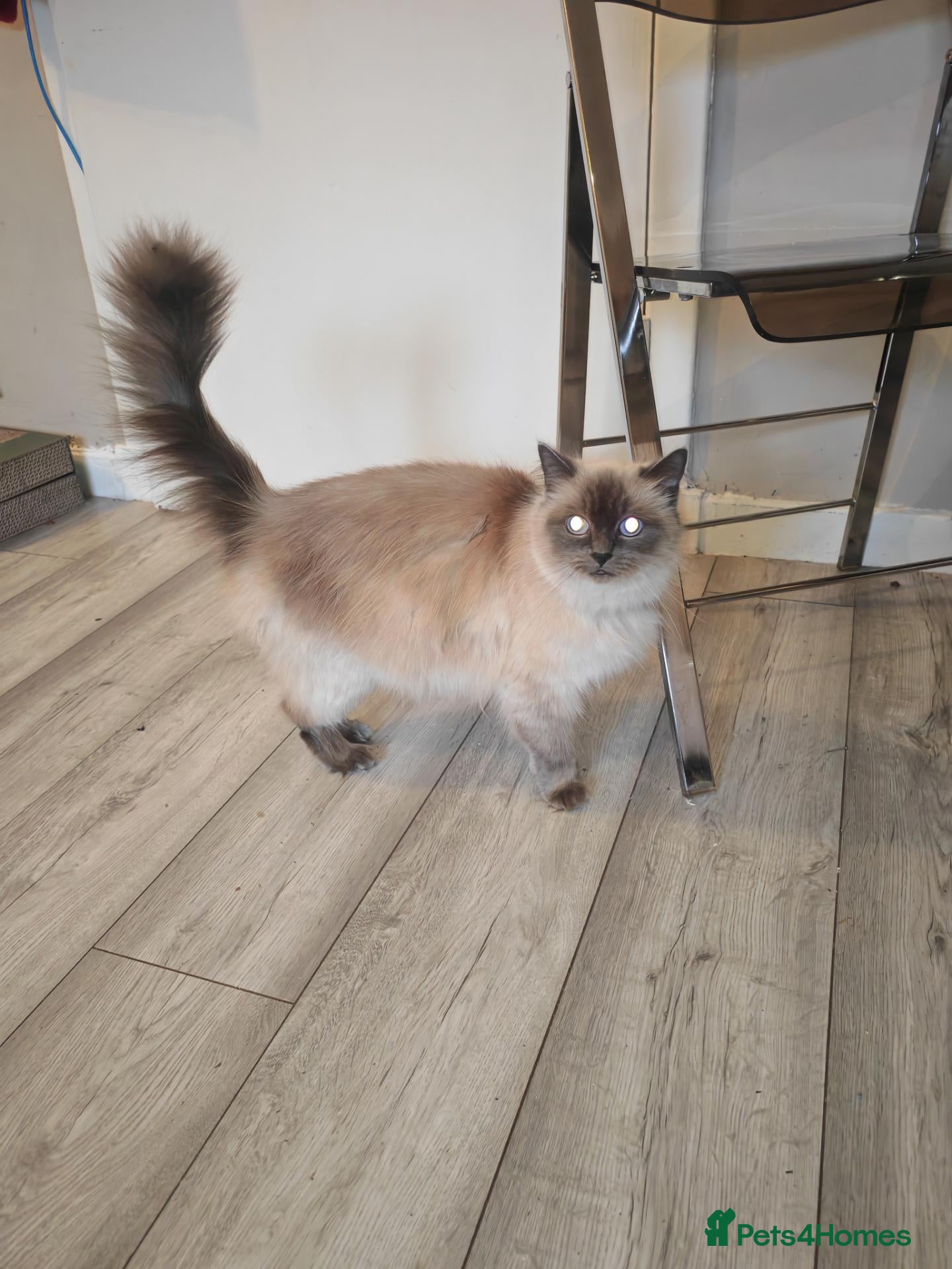 Ragdoll cats for sale: Ragdoll kitten  - Advert 3