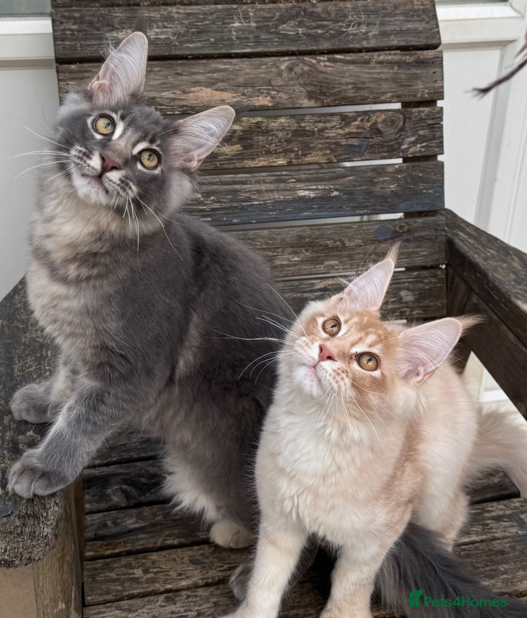 Maine Coon cats Ready now quality TICA Maine Coon active possible  - Advert 1