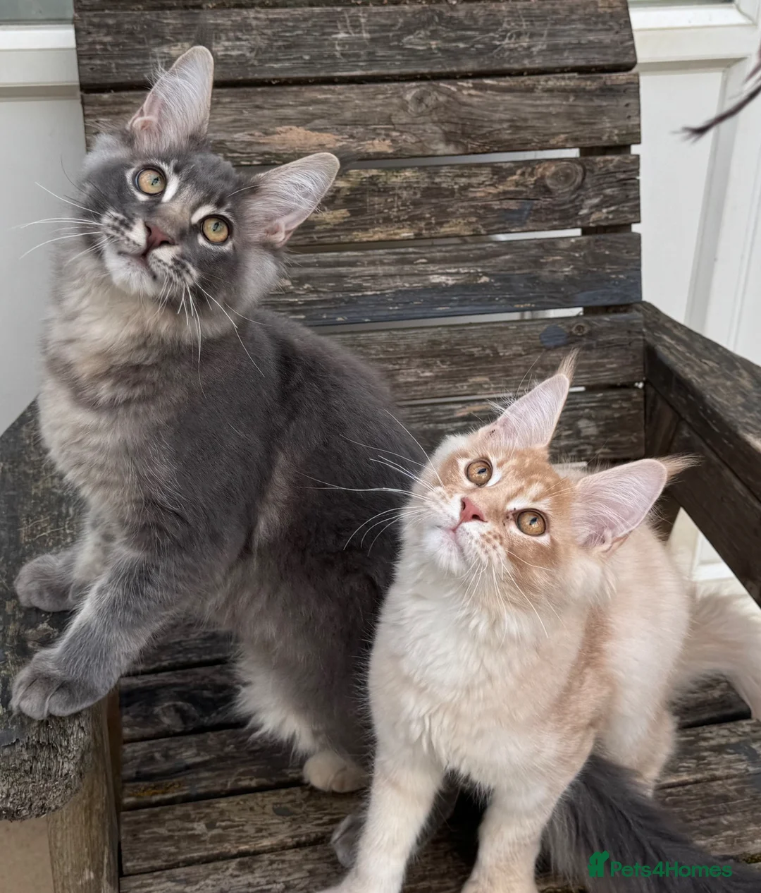 Maine Coon cats for sale: Reduced! XL quality TICA Maine Coon active possib  - Advert 1