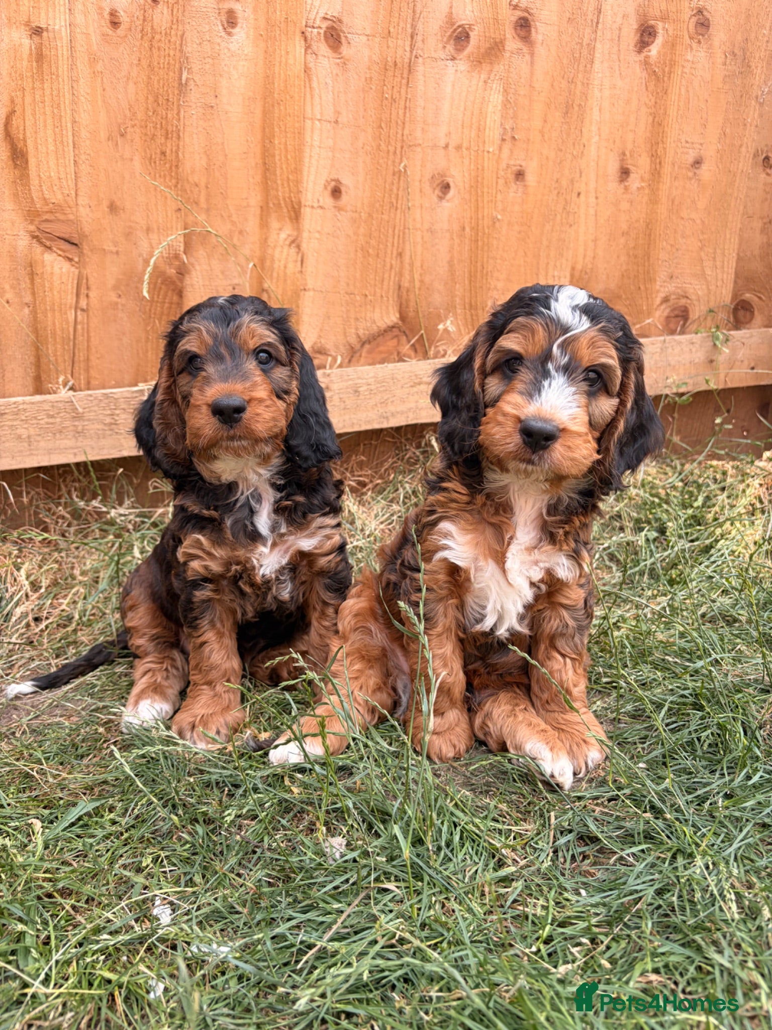 Cockapoo dogs Outstanding F1 show type miniature cockapoos - Advert 17
